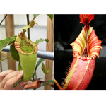 Nepenthes maxima Wavy Leaves Yamada x veitchii Candy Dreams Seed Pod
