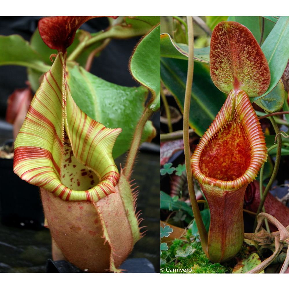 Nepenthes veitchii (Murud Striped x Candy) #3 x Trusmadiensis SG