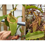 Nepenthes maxima (Yamada x JB) Wavy Leaves Seed Pod