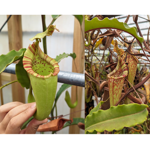 Nepenthes maxima (Yamada x JB) Wavy Leaves Seed Pod