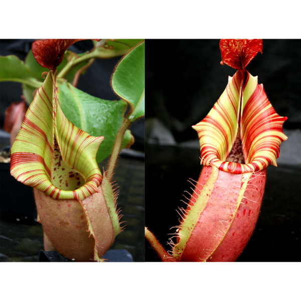 Nepenthes veitchii [(Murud x Candy) #3 x 'Candy Dreams')-Seed Pod