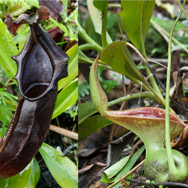 Nepenthes naga x lowii Kinabalu, CAR-0417 – Carnivero Nepenthes naga x lowii Kinabalu, CAR-0417 – Carnivero