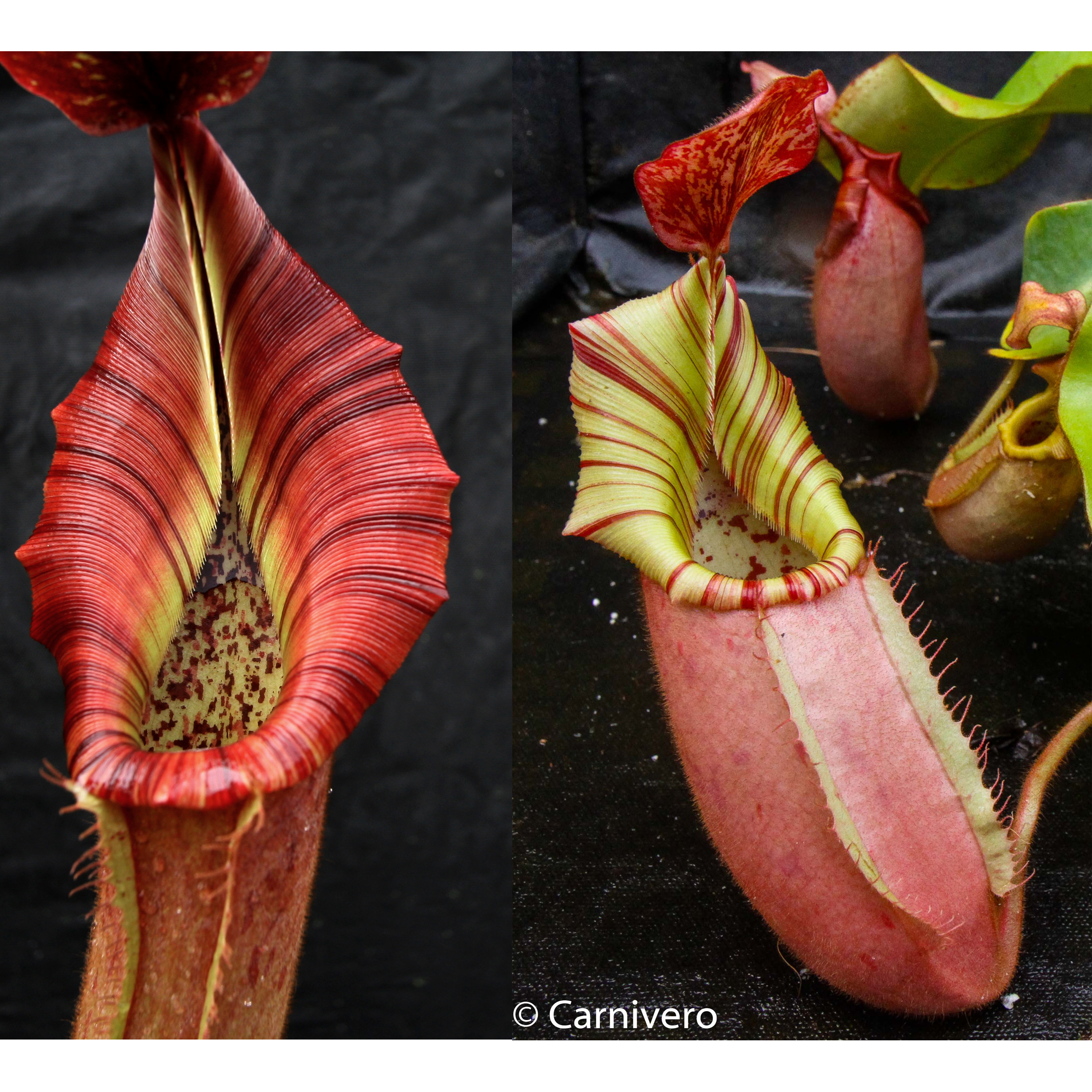 Nepenthes {[(lowii x veitchii) x boschiana)] x veitchii 