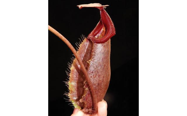 Nepenthes robcantleyi x (burbidgeae x edwardsiana), BE-4023