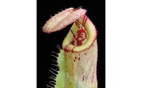 Nepenthes robcantleyi x (burbidgeae x edwardsiana), BE-4023