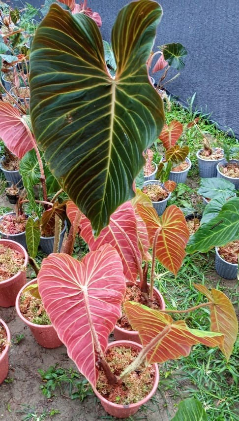 philodendron verrucosum seeds Philodendron verrucosum