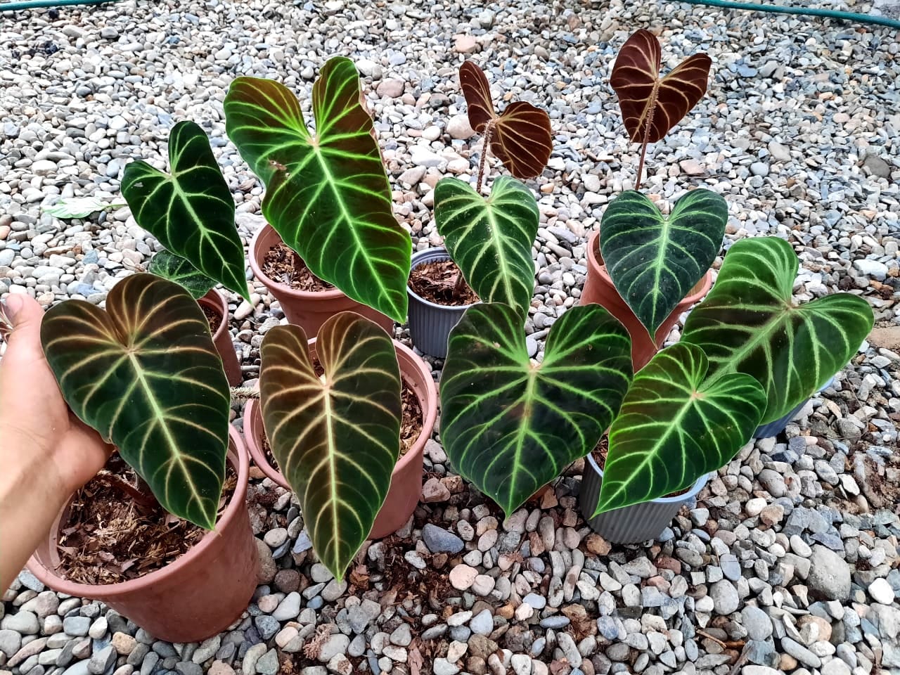 Philodendron verrucosum