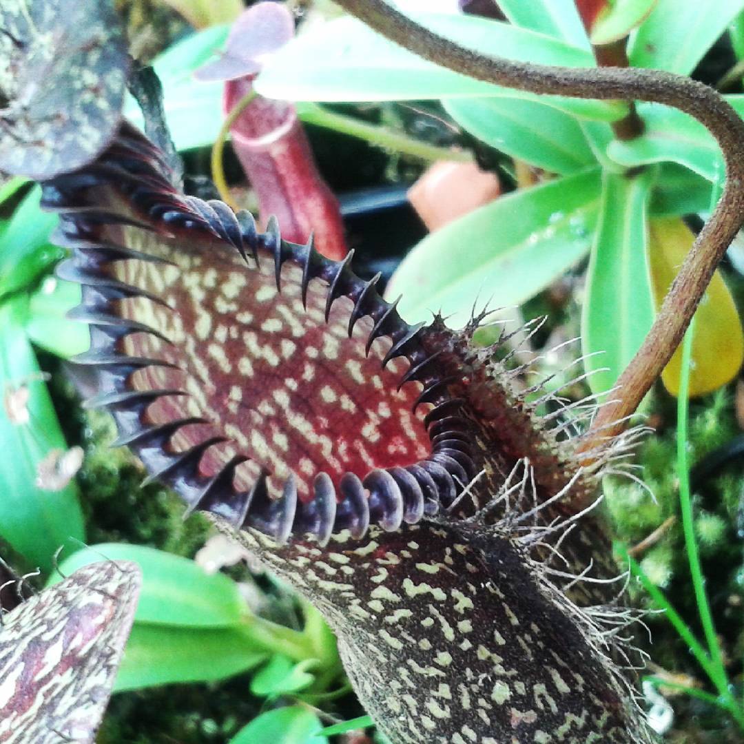Nepenthes hamata, Tambusisi, BE-3975 – Carnivero
