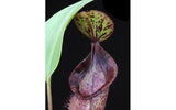 Nepenthes hamata x (veitchii x lowii), BE-4057