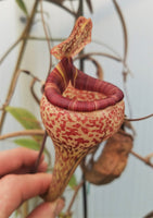 Nepenthes vogelii, BE-3256