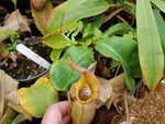 Nepenthes veitchii (k)