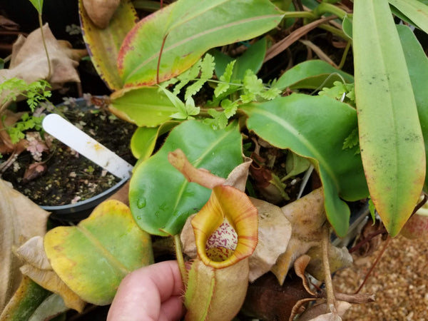 Nepenthes veitchii (k)