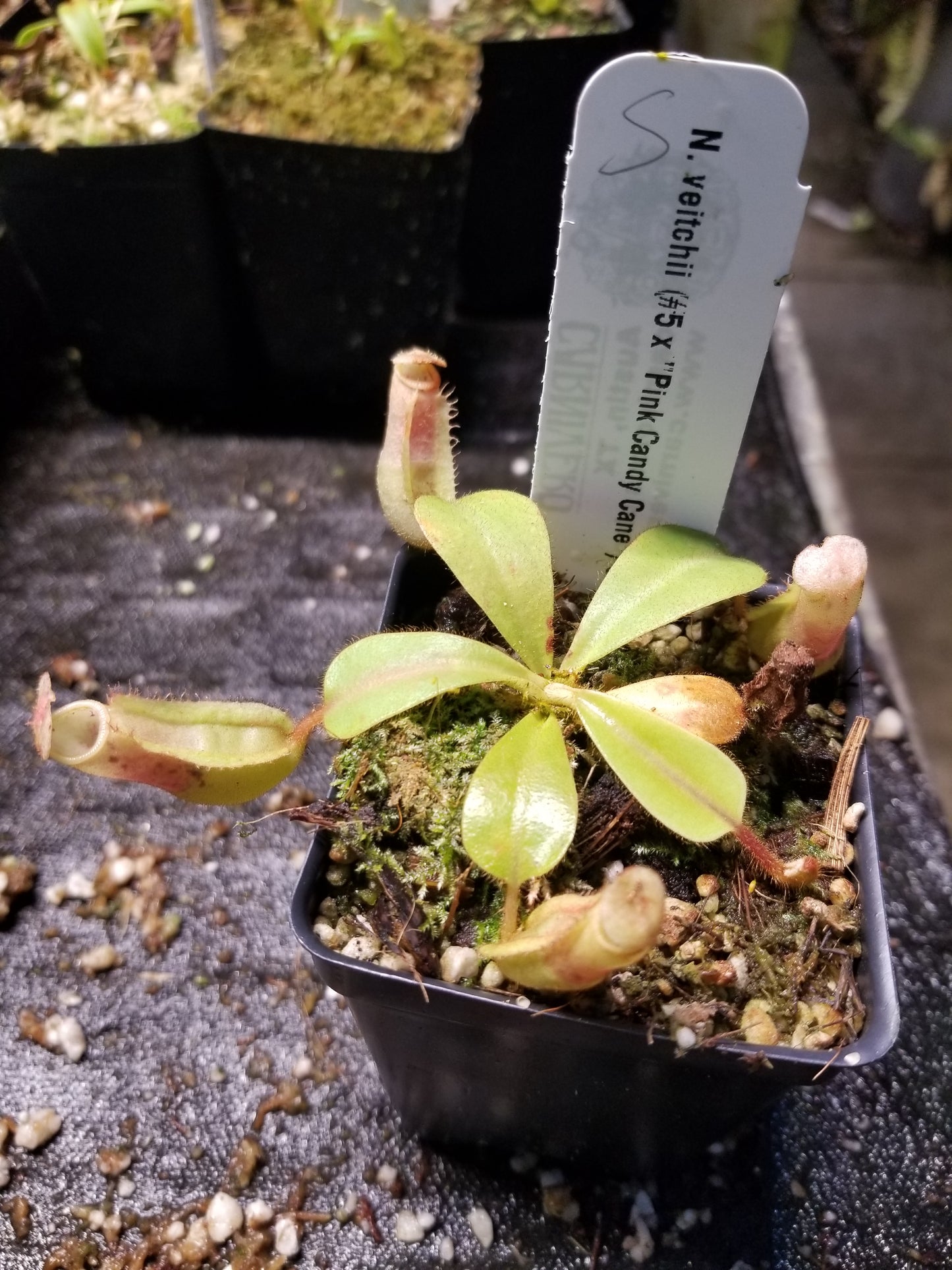 Nepenthes veitchii (#5 x