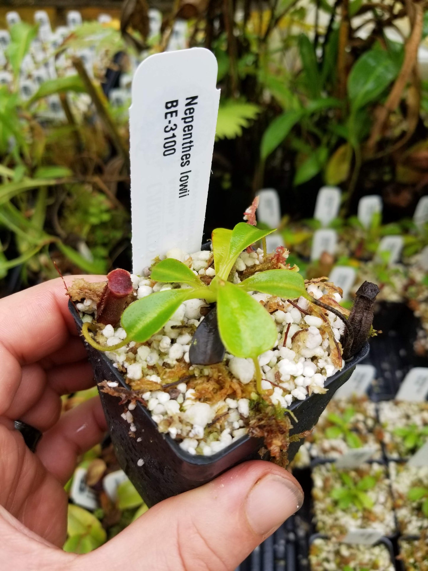 Nepenthes lowii, BE-3100