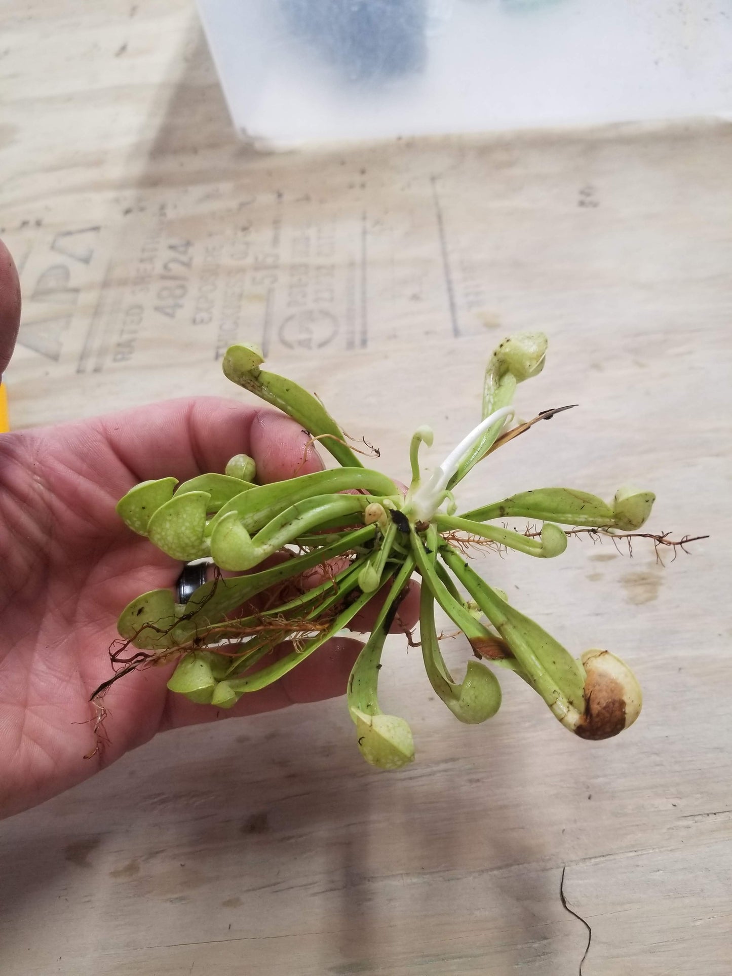 Sarracenia psittacina f. heterophylla