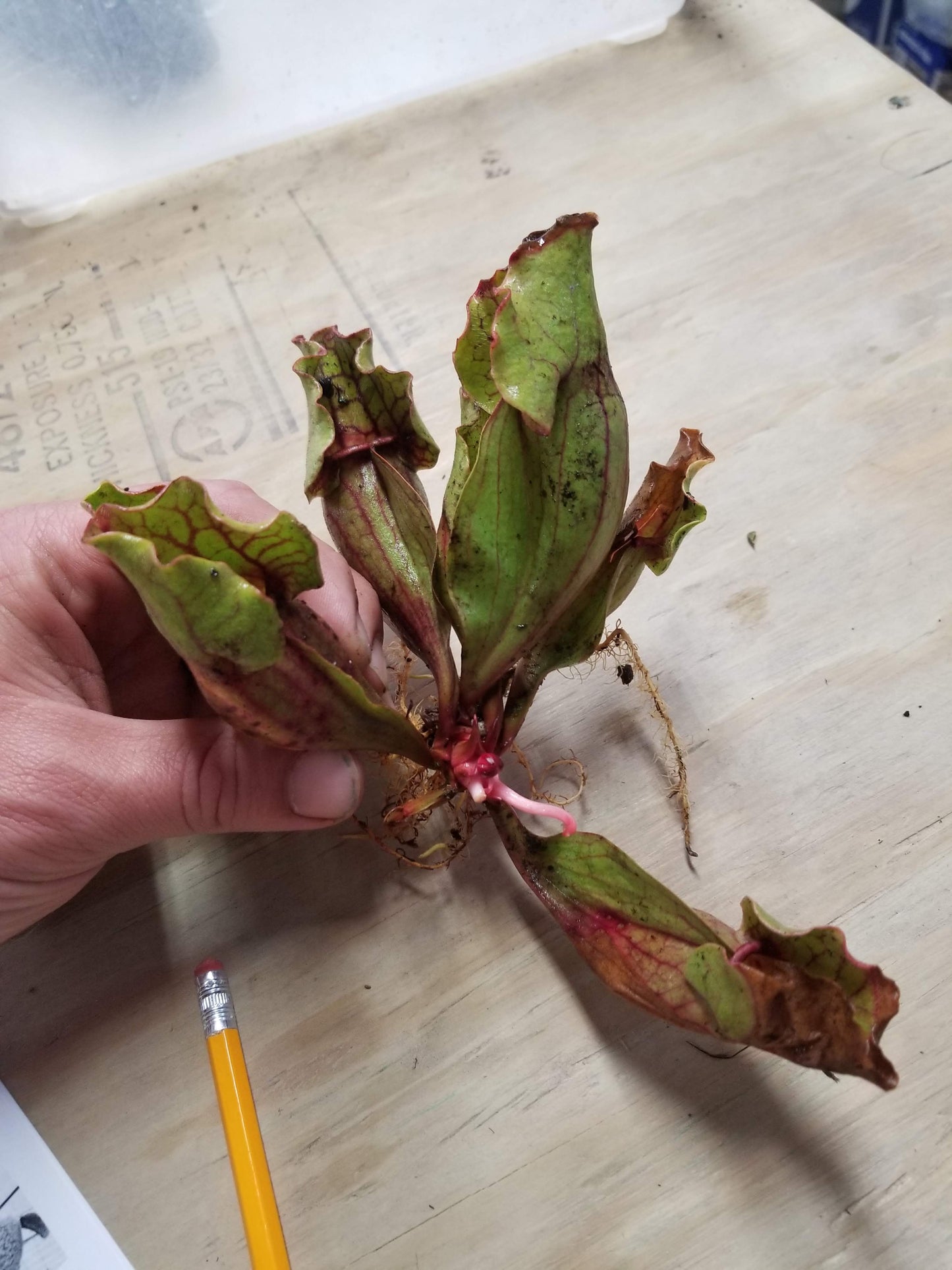 Sarracenia purpurea ssp. venosa, Reedy Creek
