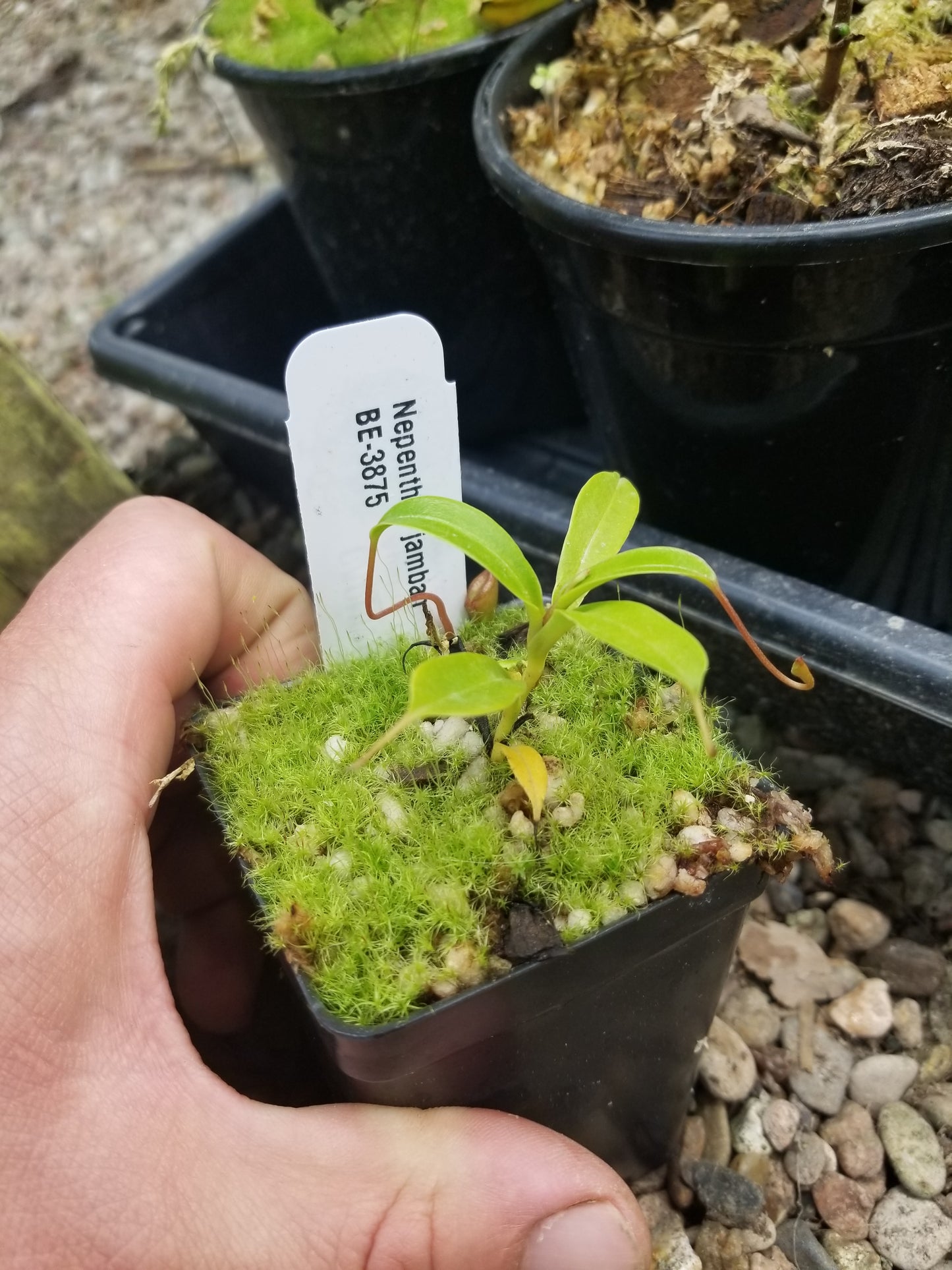 Nepenthes jamban, BE-3875