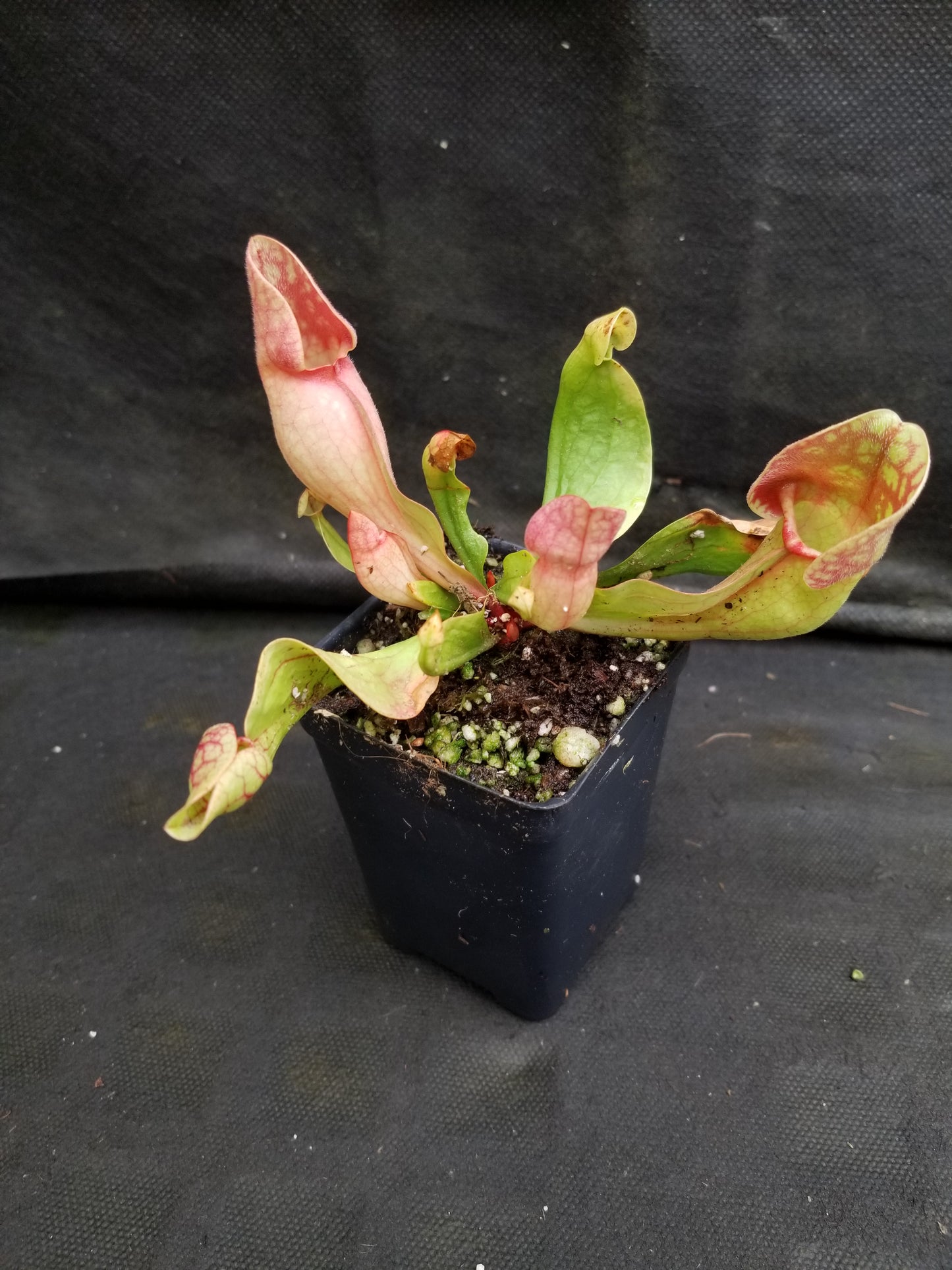 Sarracenia purpurea ssp. venosa