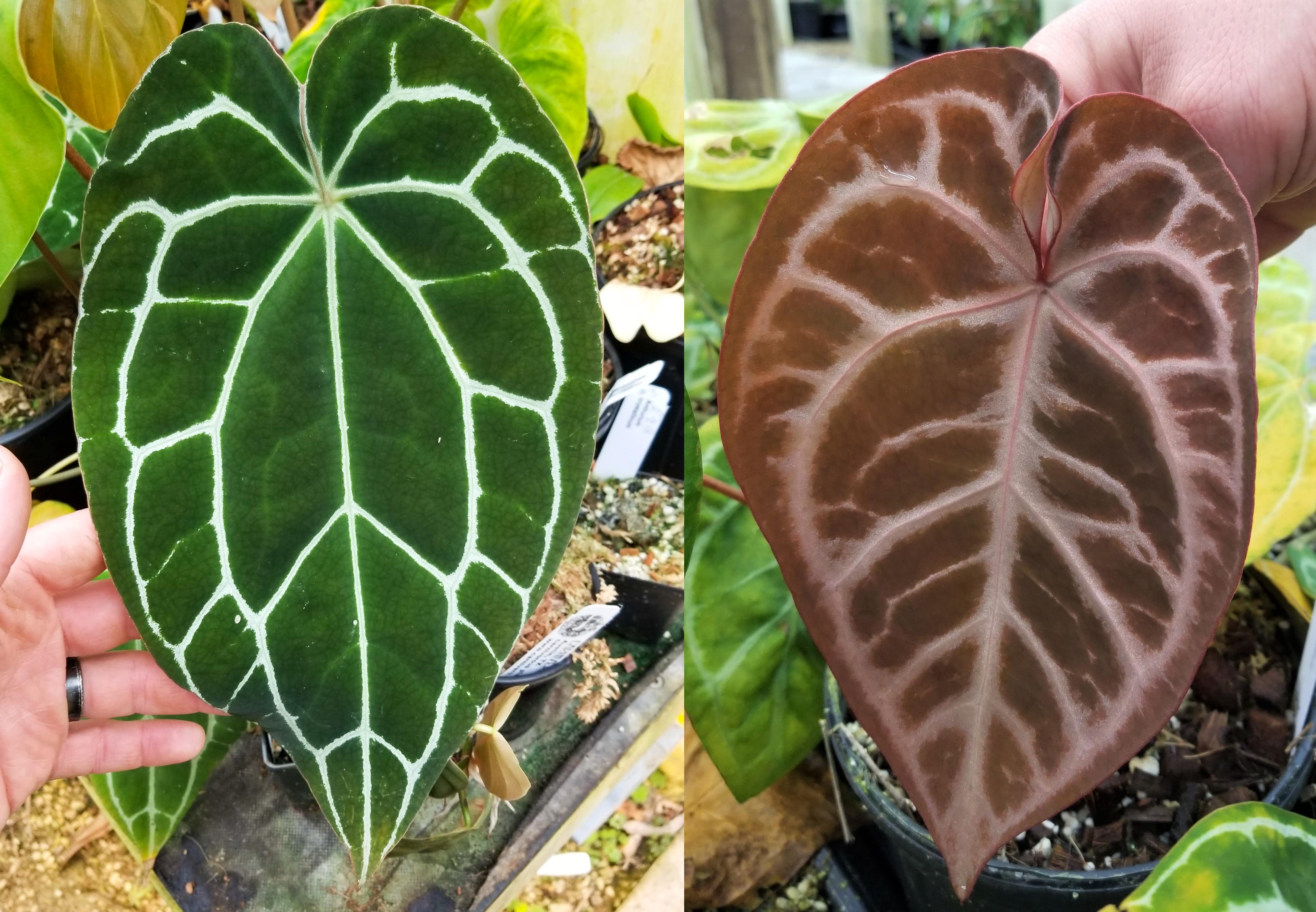 Anthurium crystallinum 