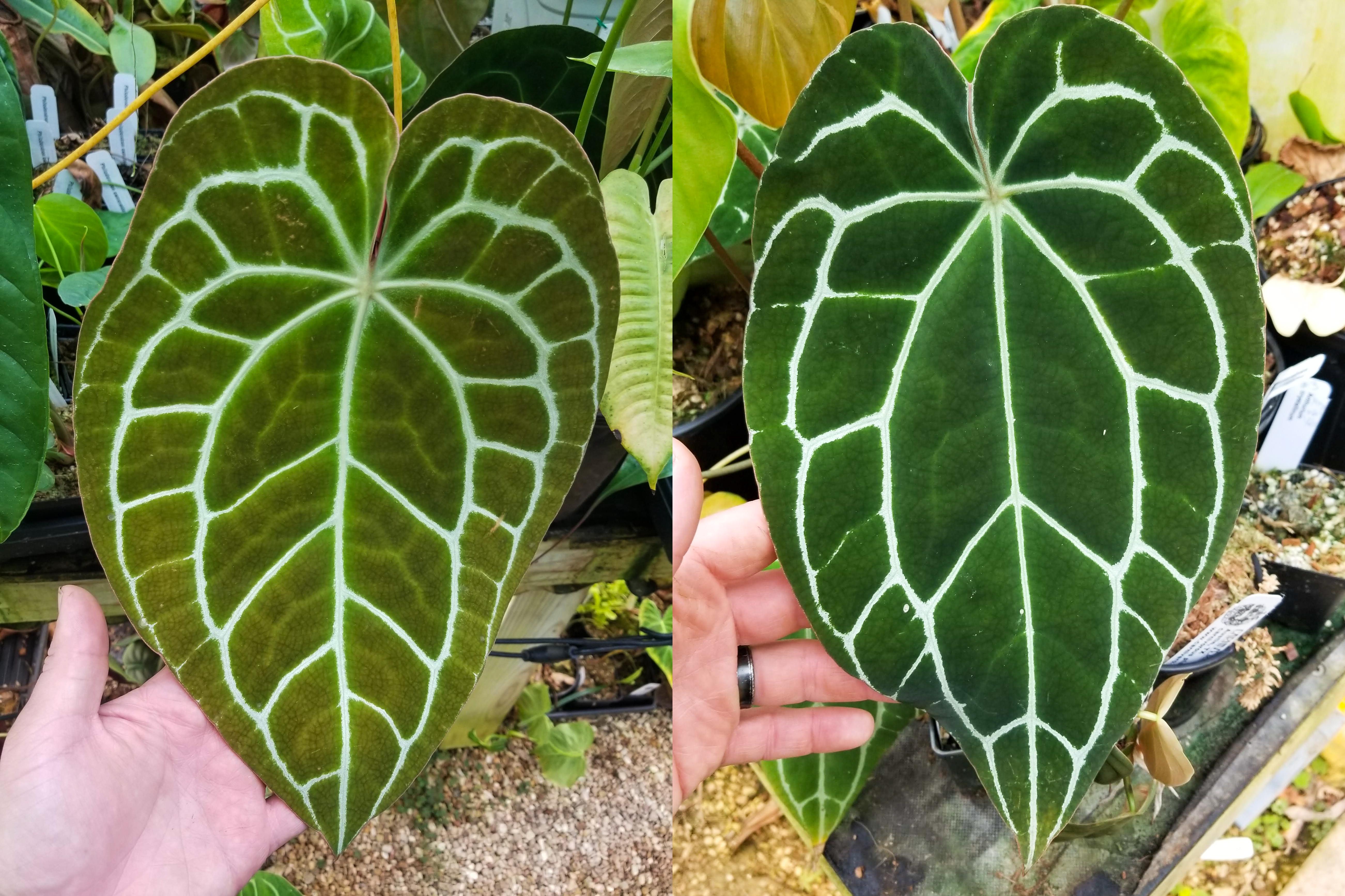 anthurium plant price philippines Anthurium crystallinum Dark, CAR-0212