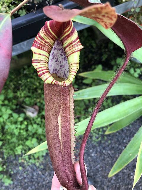 Nepenthes truncata x peltata 