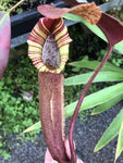 Nepenthes truncata x peltata "Red Phantom"