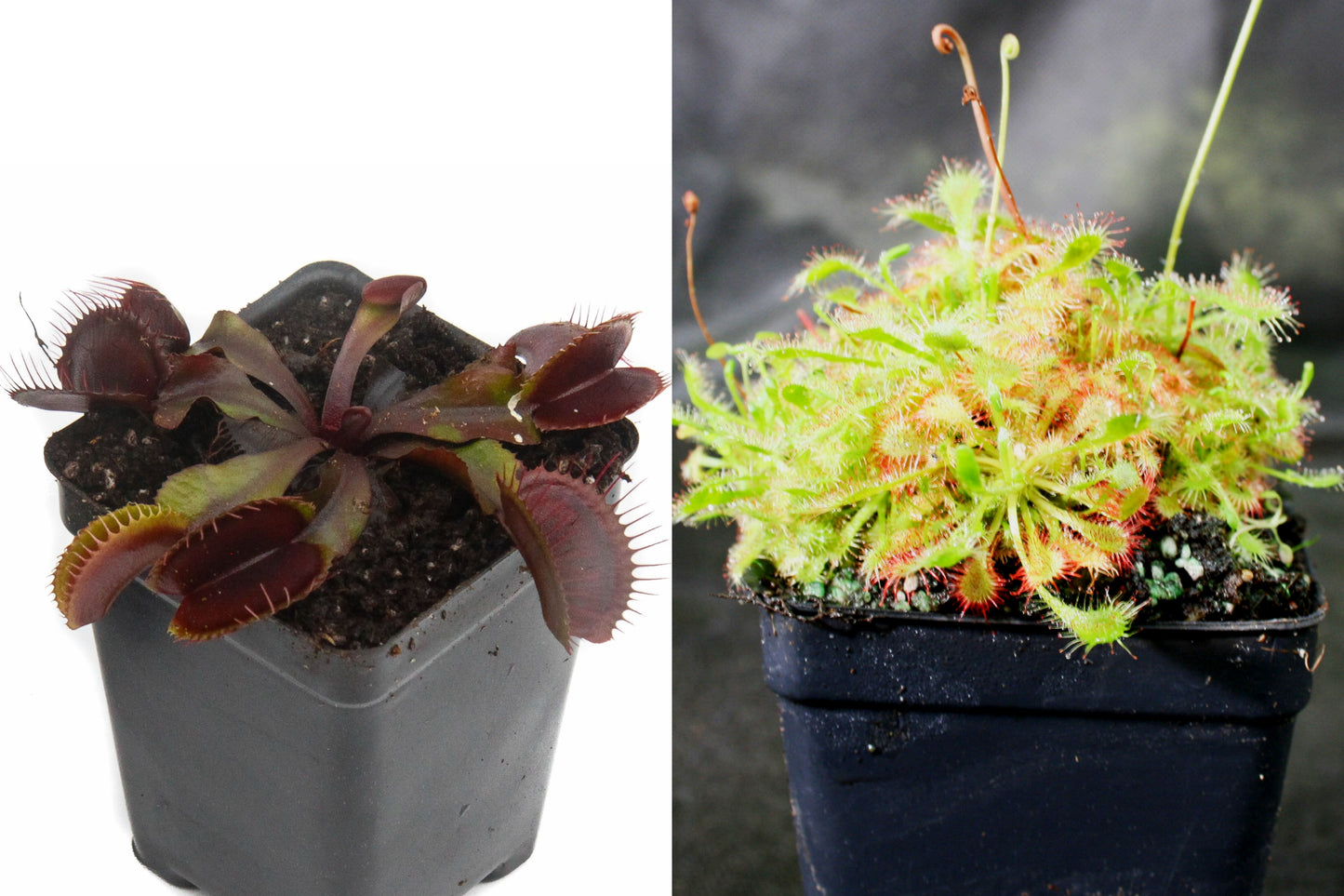 Outdoor Grower Collection