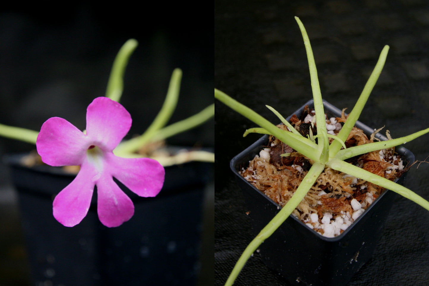 Pinguicula moctezumae Butterwort with purple flower, gnat eating carnivorous plant easy to grow