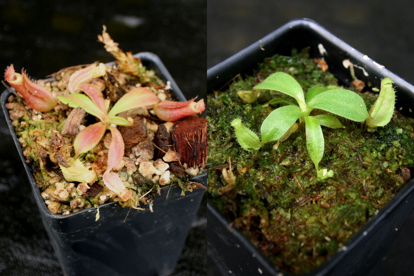 Nepenthes veitchii Collection