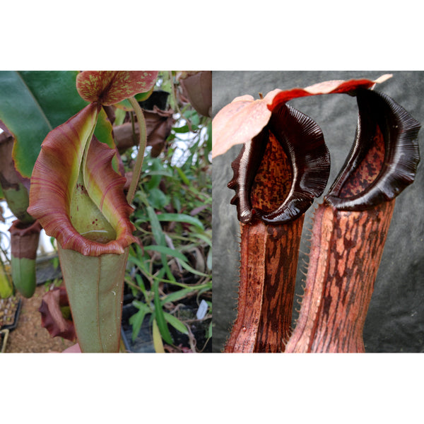 Nepenthes {[(lowii x veitchii) x boschiana] x veitchii "The Wave"} x (Song of Melancholy x boschiana) -Seed Pod