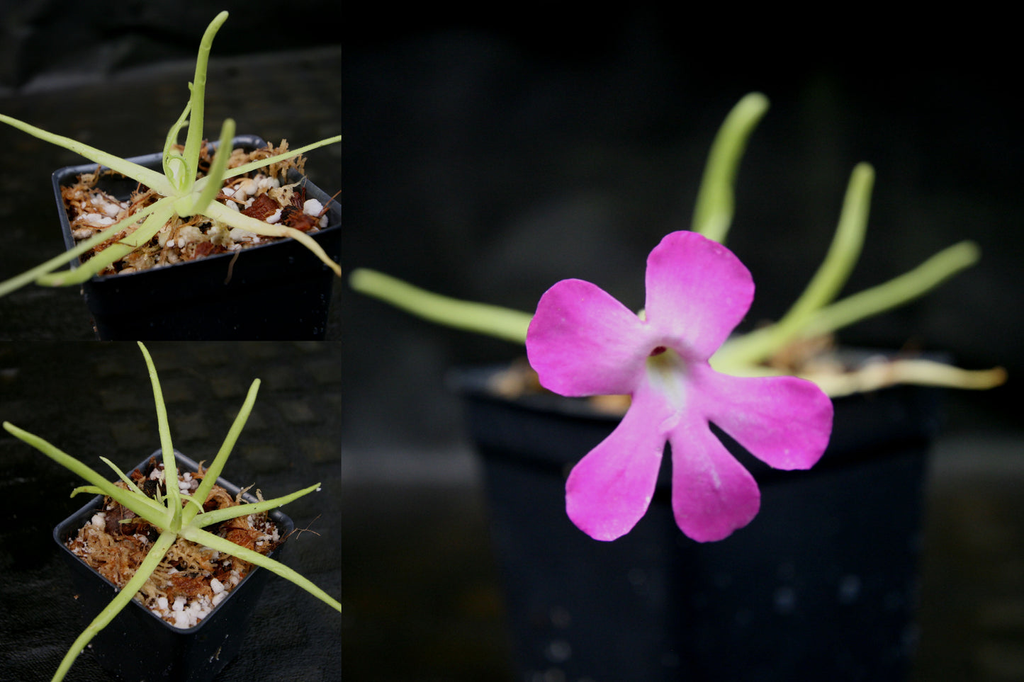 Pinguicula moctezumae Butterwort with purple flower, gnat eating carnivorous plant easy to grow