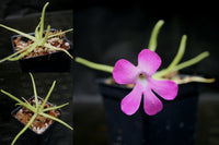 Pinguicula moctezumae Butterwort with purple flower, gnat eating carnivorous plant easy to grow