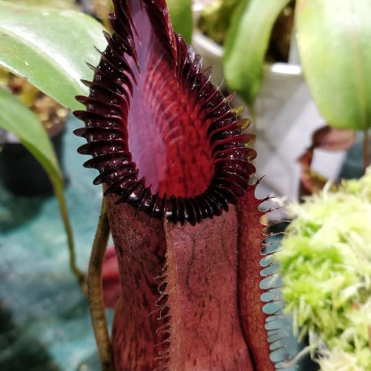 Nepenthes hamata x edwardsiana - Exact Plant 10/23/25
