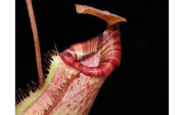 シーパラ　弁慶　ヒノエ Nepenthes sibuyanensis x (veitchii x lowii) BE-3986 – Carnivero