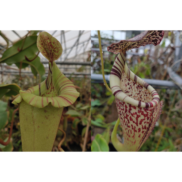 Nepenthes (veitchii "Big Mama" x platychila) -clone 1 x {[(lowii x veitchii) x boschiana] x burbidgeae} -Seed Pod
