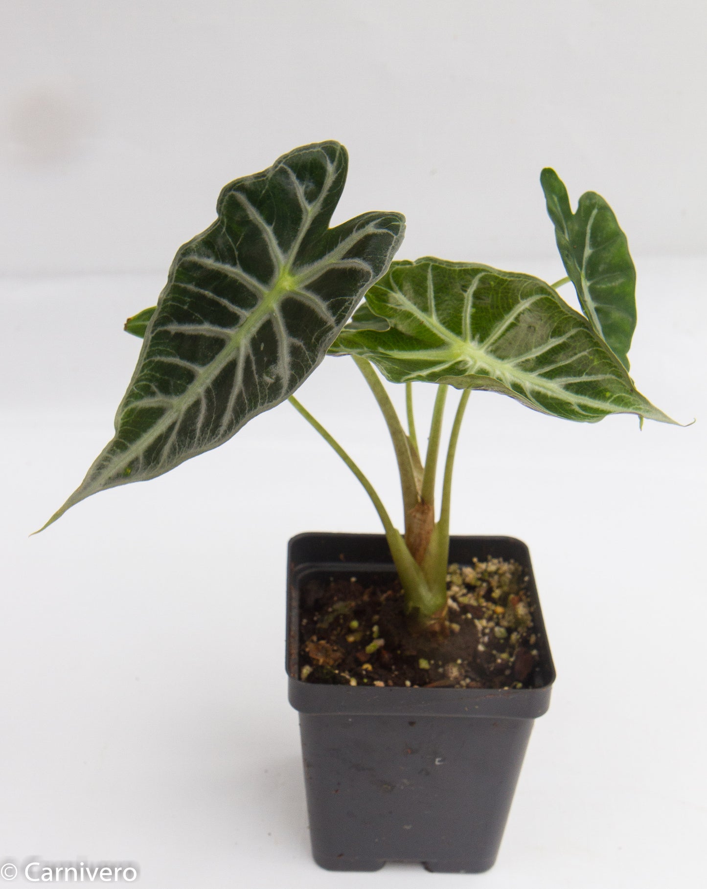 Alocasia 'Mandalay', African Mask plant