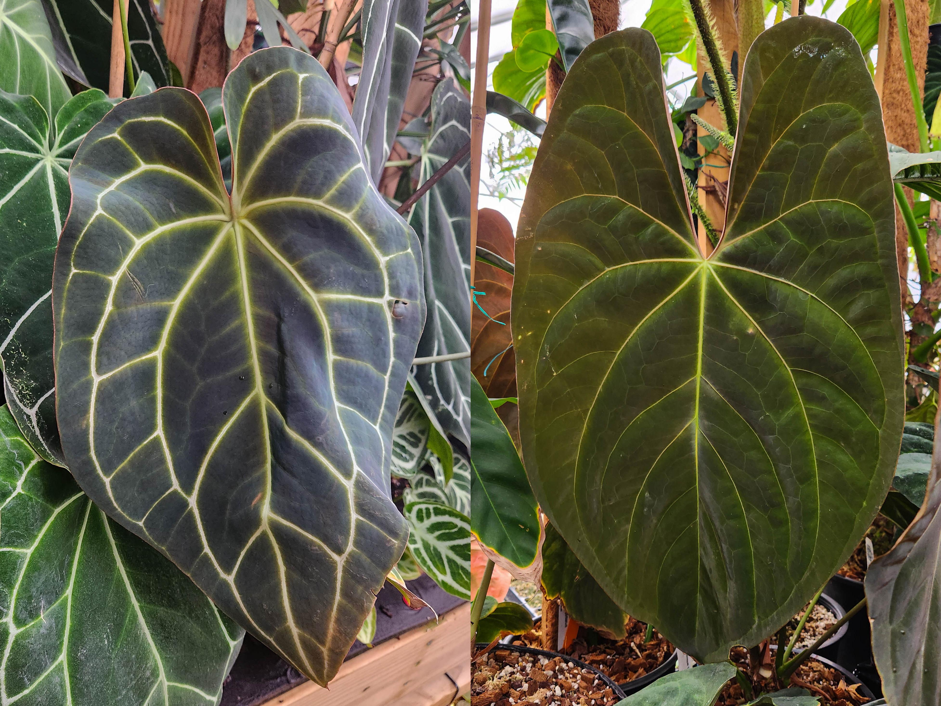 anthurium crystallinum dark form Anthurium crystallinum Dark x papillilaminum, CAR-0241
