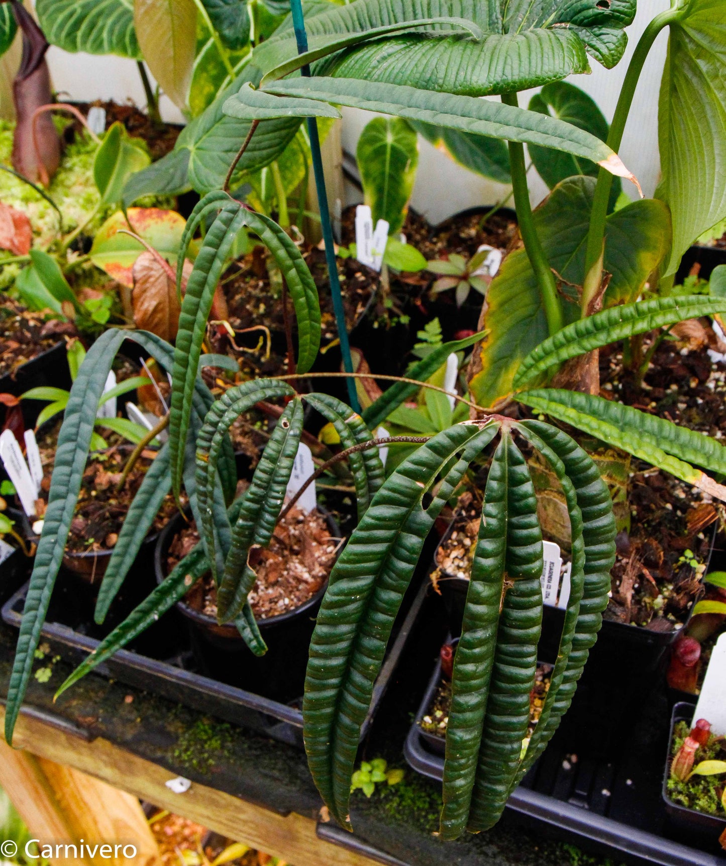 Anthurium cutucuense