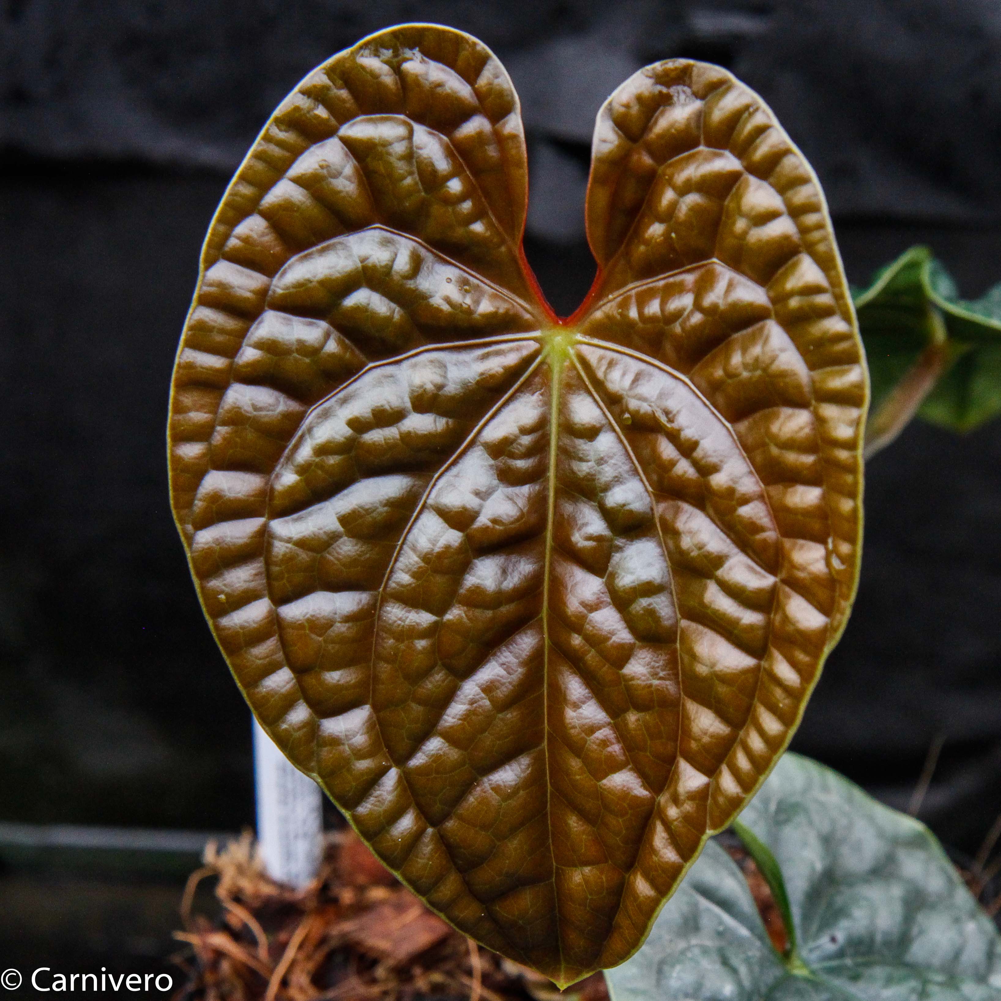 anthurium luxurians Anthurium luxurians – Carnivero