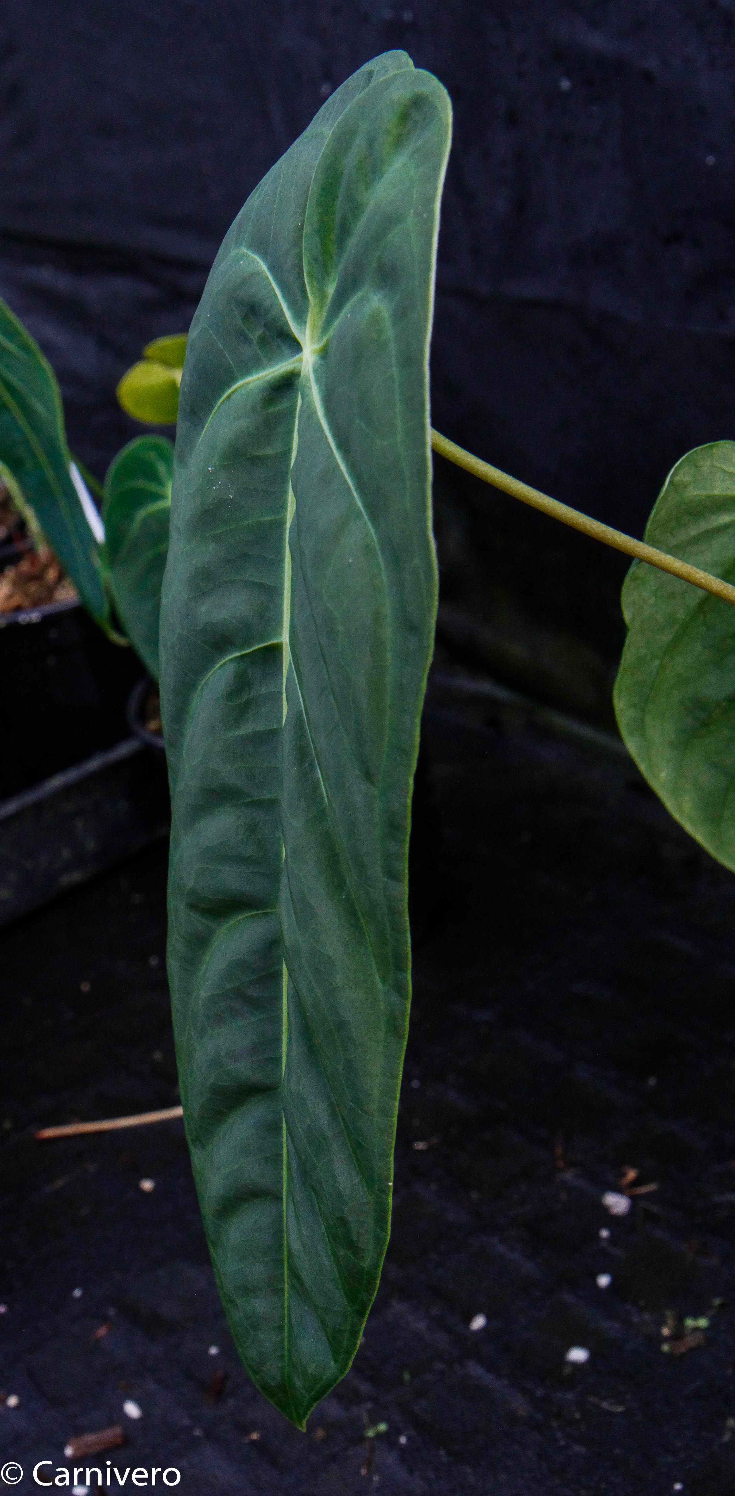 anthurium metallicum for sale Anthurium metallicum