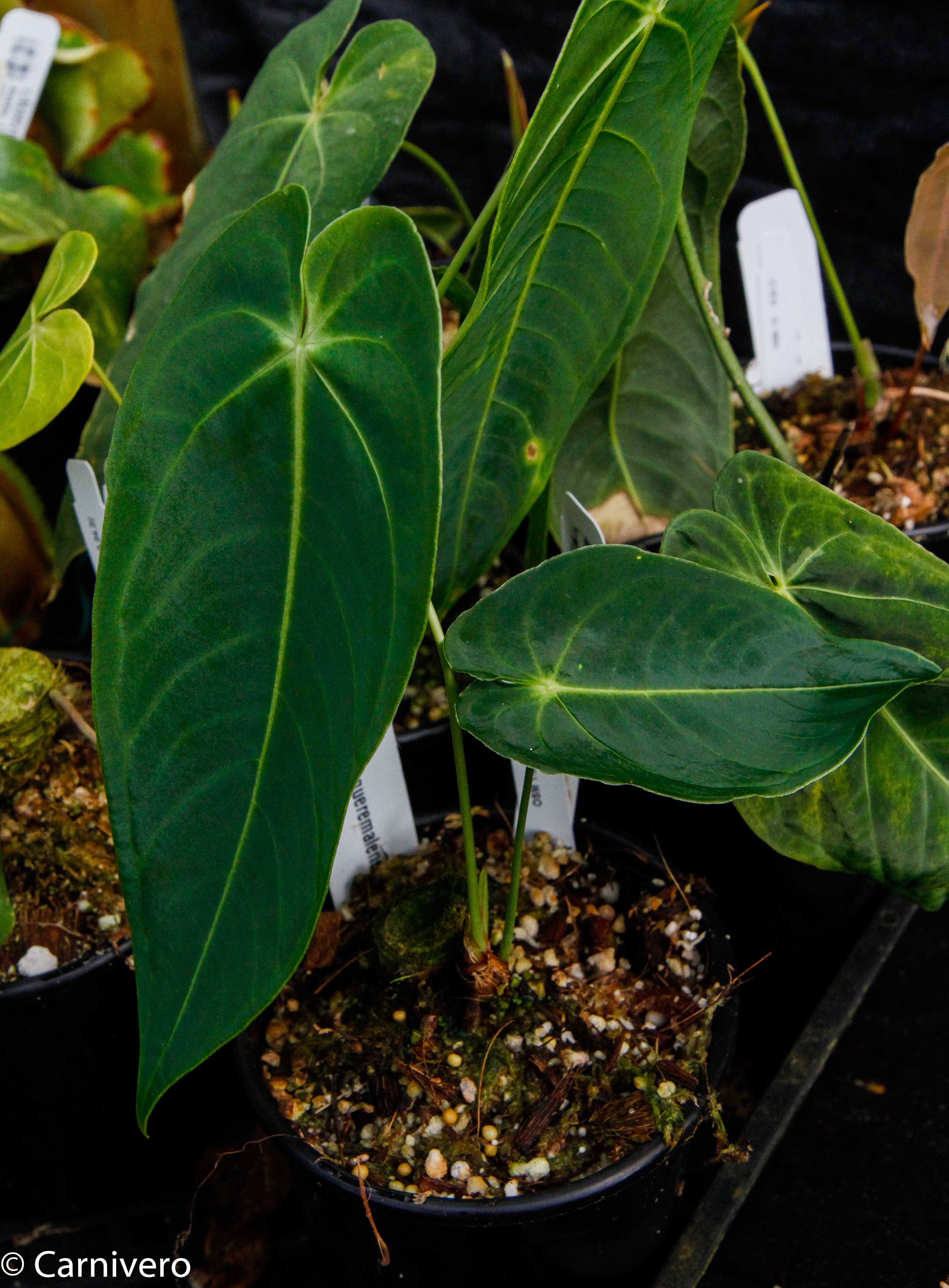 anthurium queremalense care Anthurium queremalense
