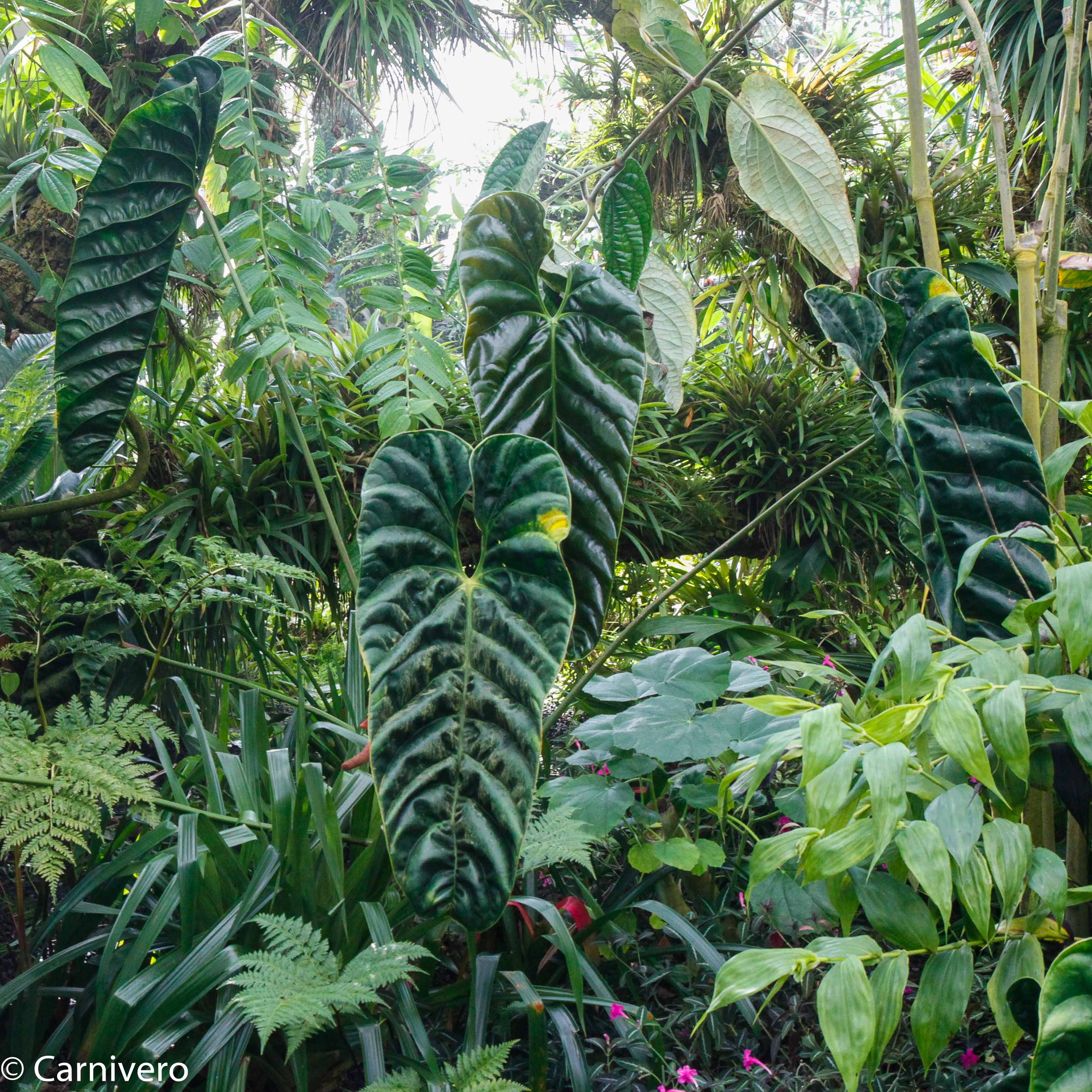anthurium recavum care Anthurium recavum