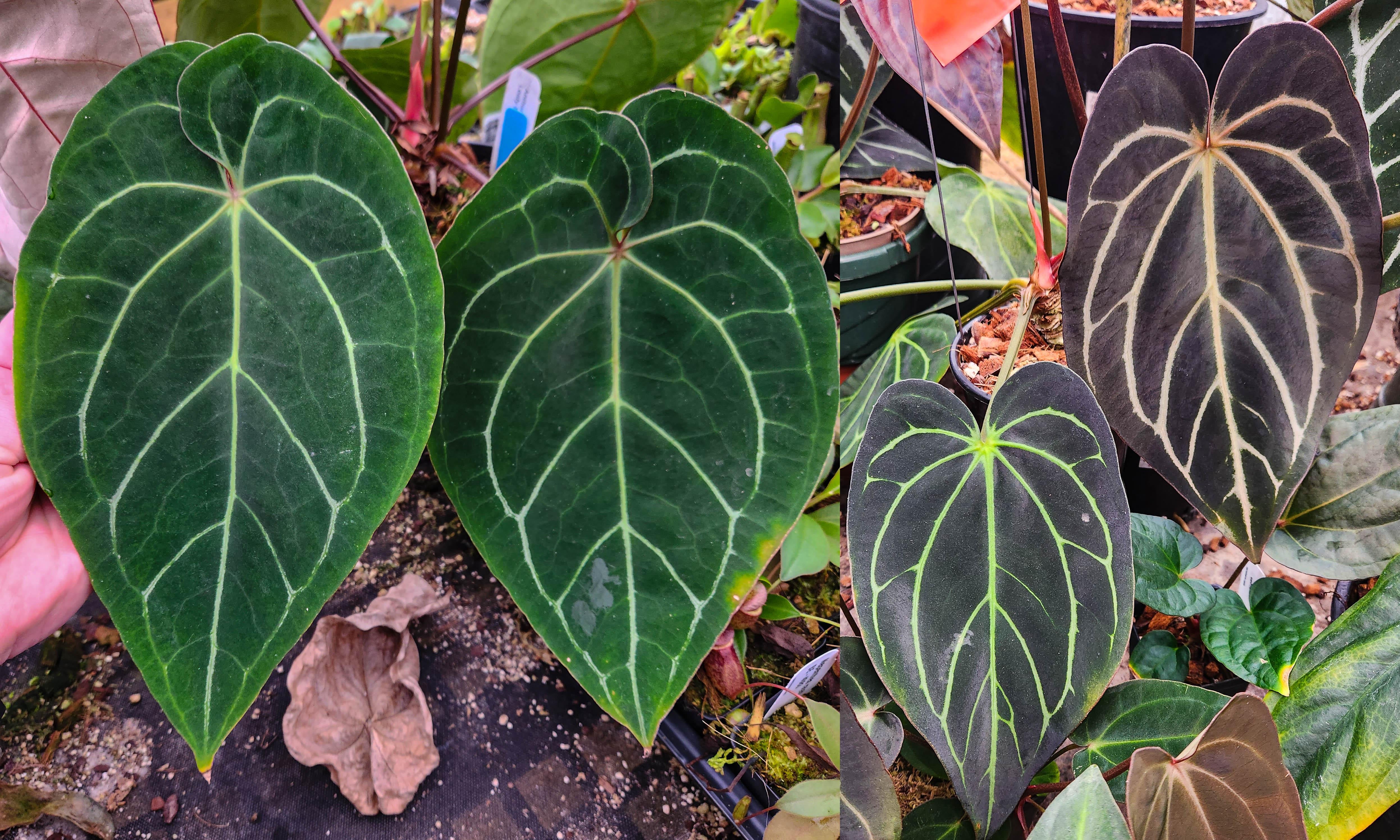 anthurium calense Anthurium
