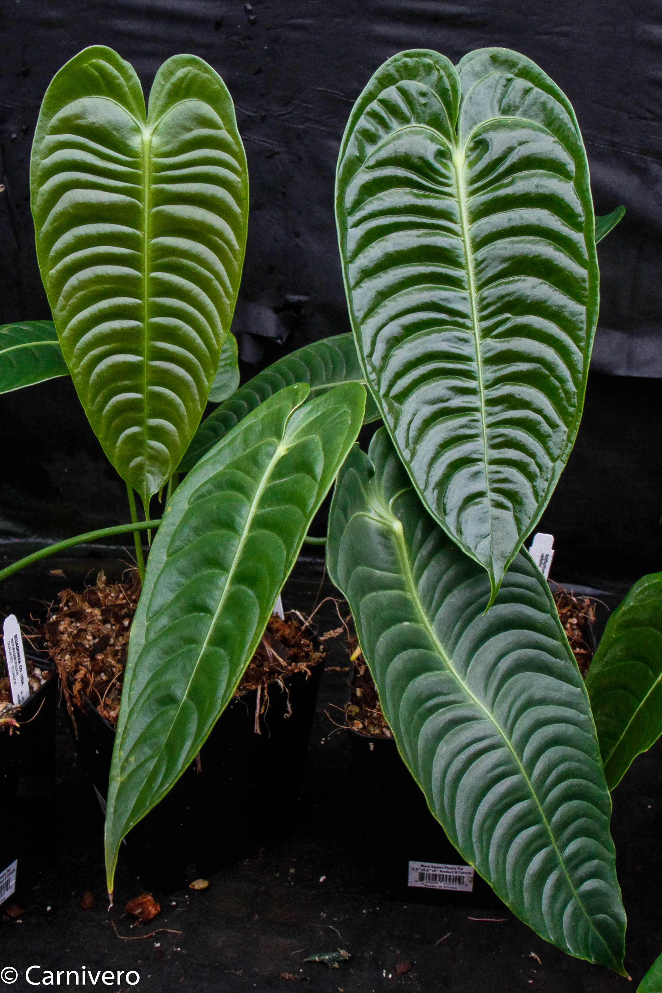 anthurium king Anthurium veitchii, King Anthurium