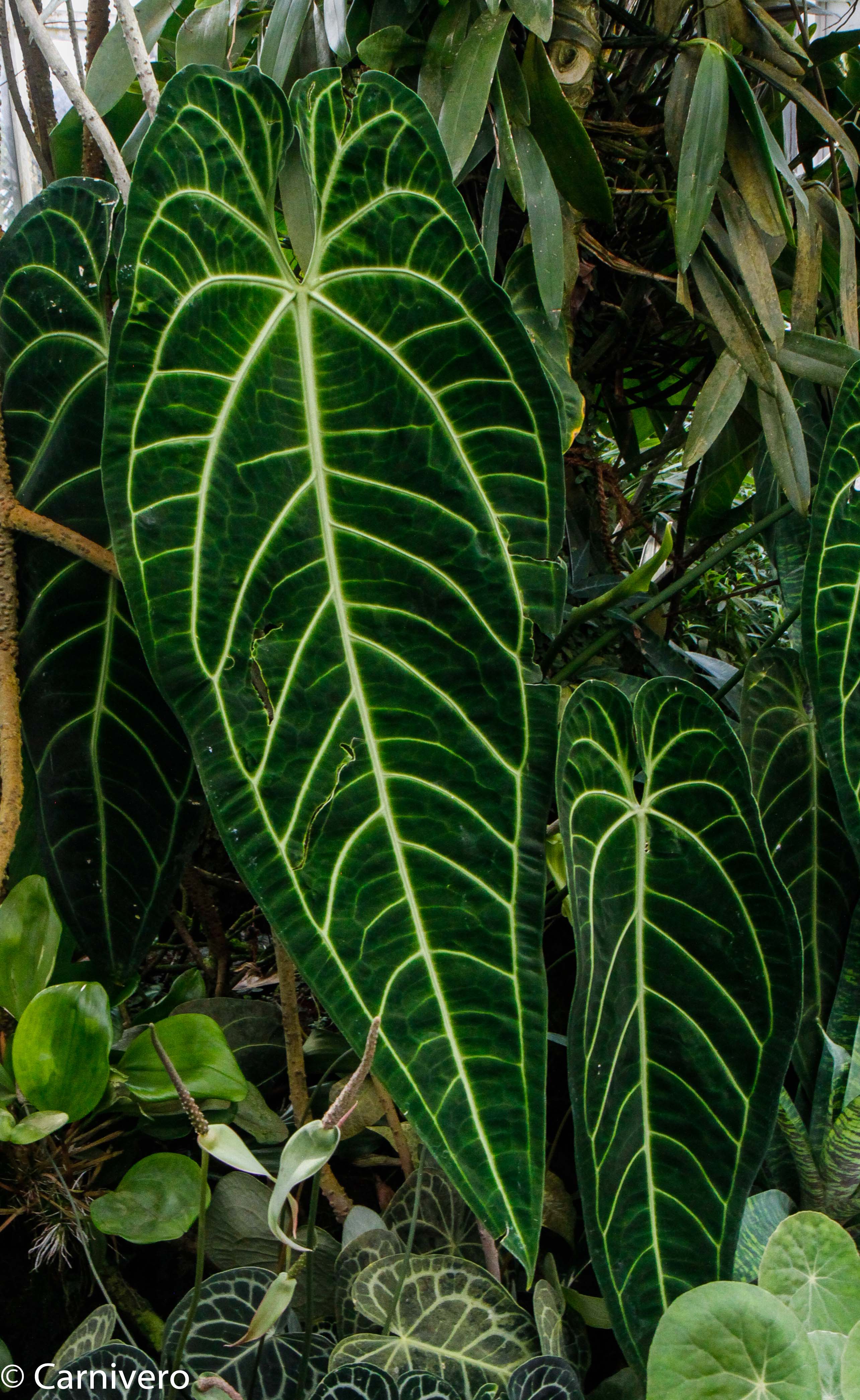 queen anthurium Anthurium warocqueanum, Queen Anthurium – Carnivero