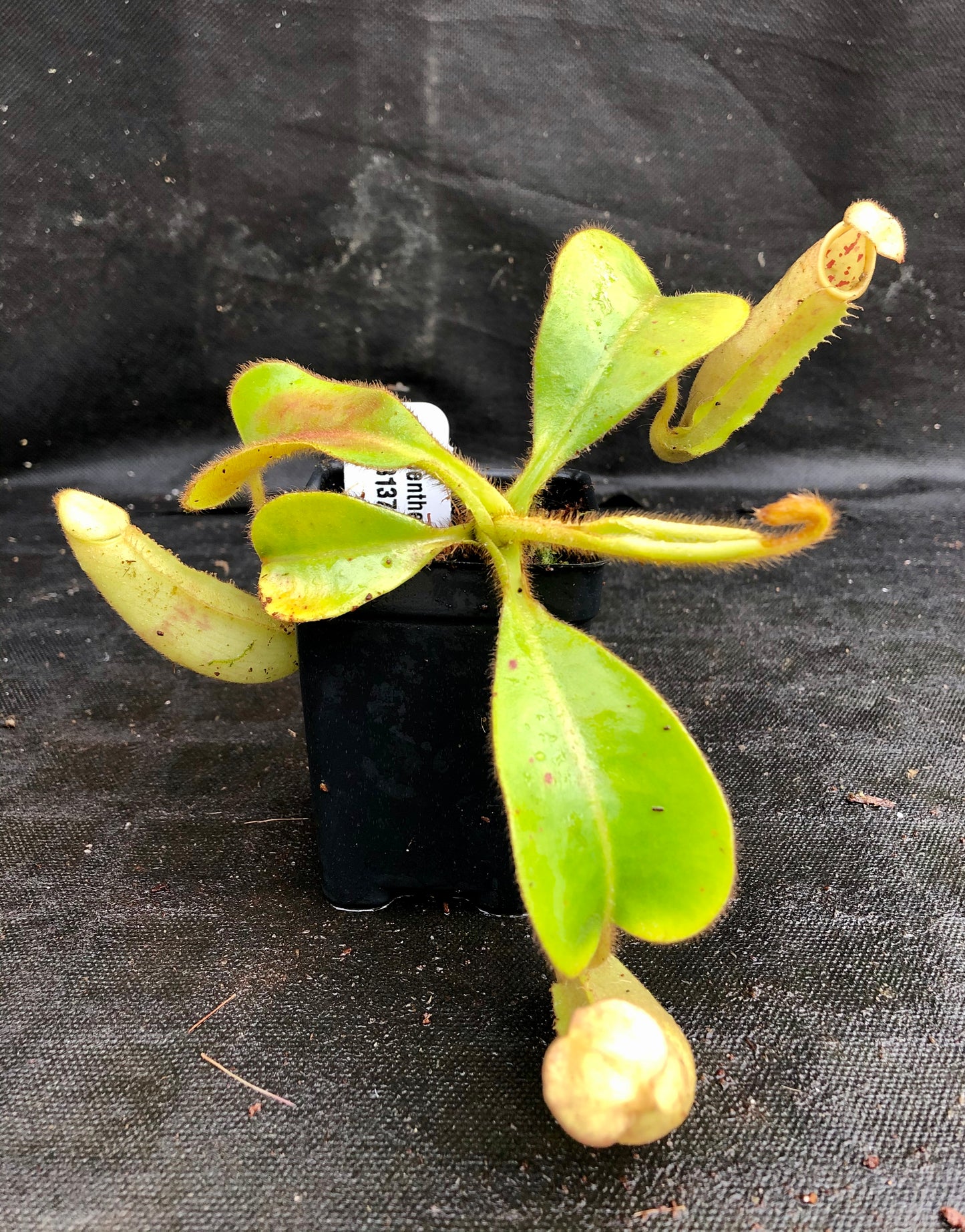 Nepenthes chaniana x veitchii, BE-3137