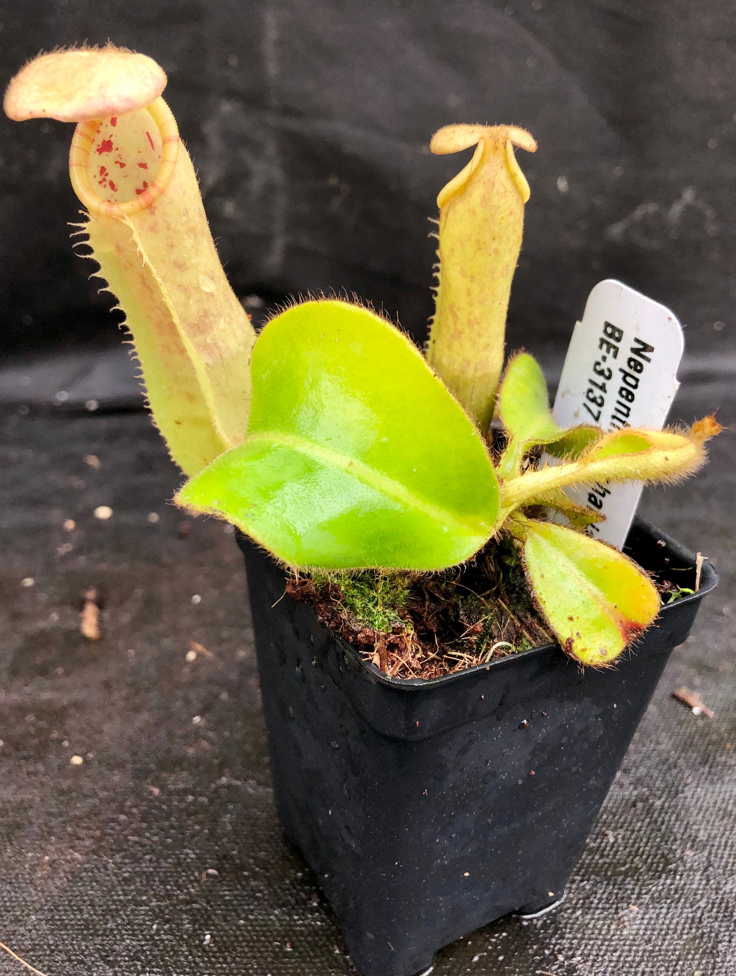 Nepenthes chaniana x veitchii, BE-3137