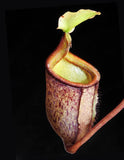 Nepenthes palawanensis, BE-3651