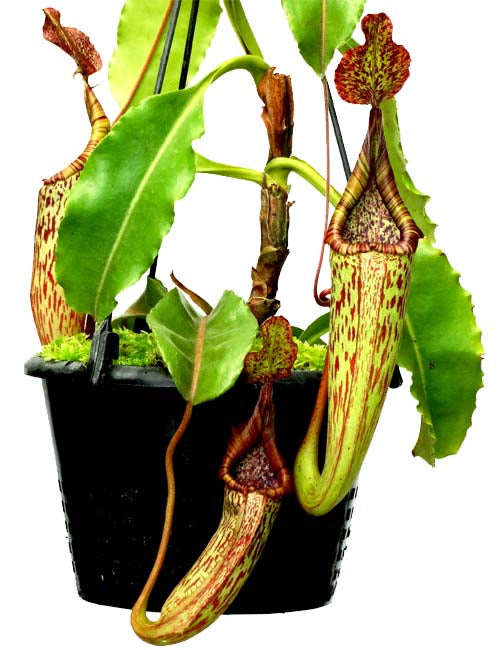 Nepenthes maxima, BE-3735 – Carnivero