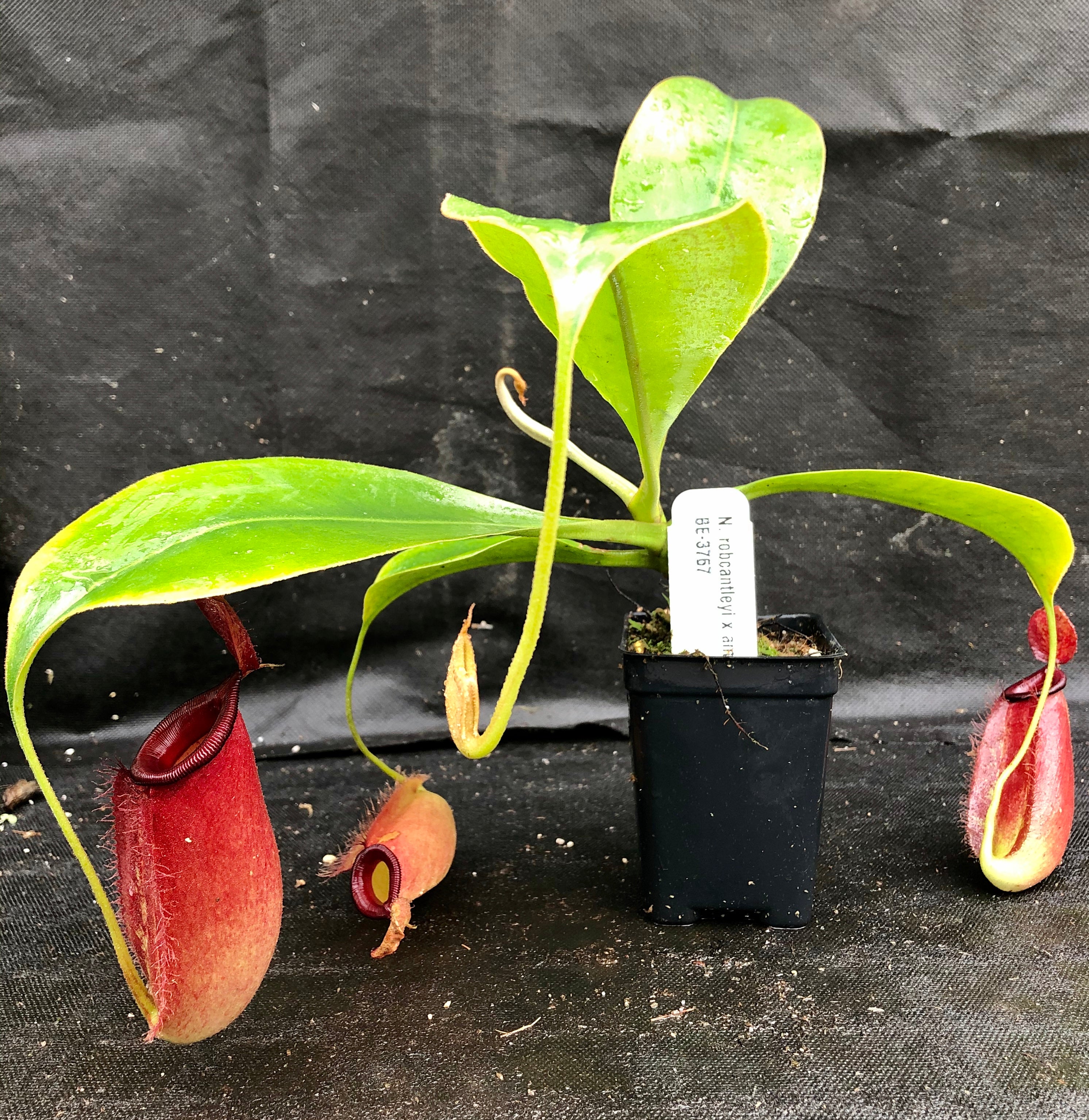 Nepenthes robcantleyi x ampullaria, BE-3767 – Carnivero